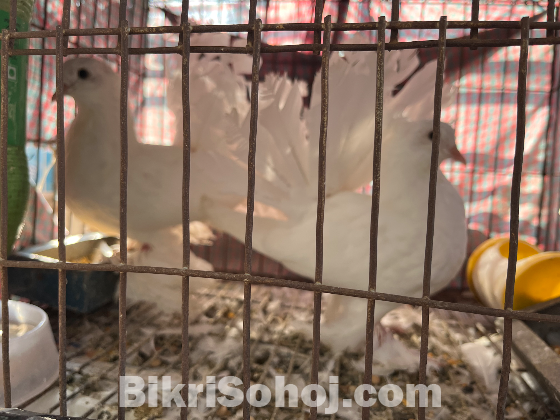 লক্ষা/ময়ূরী কবুতর